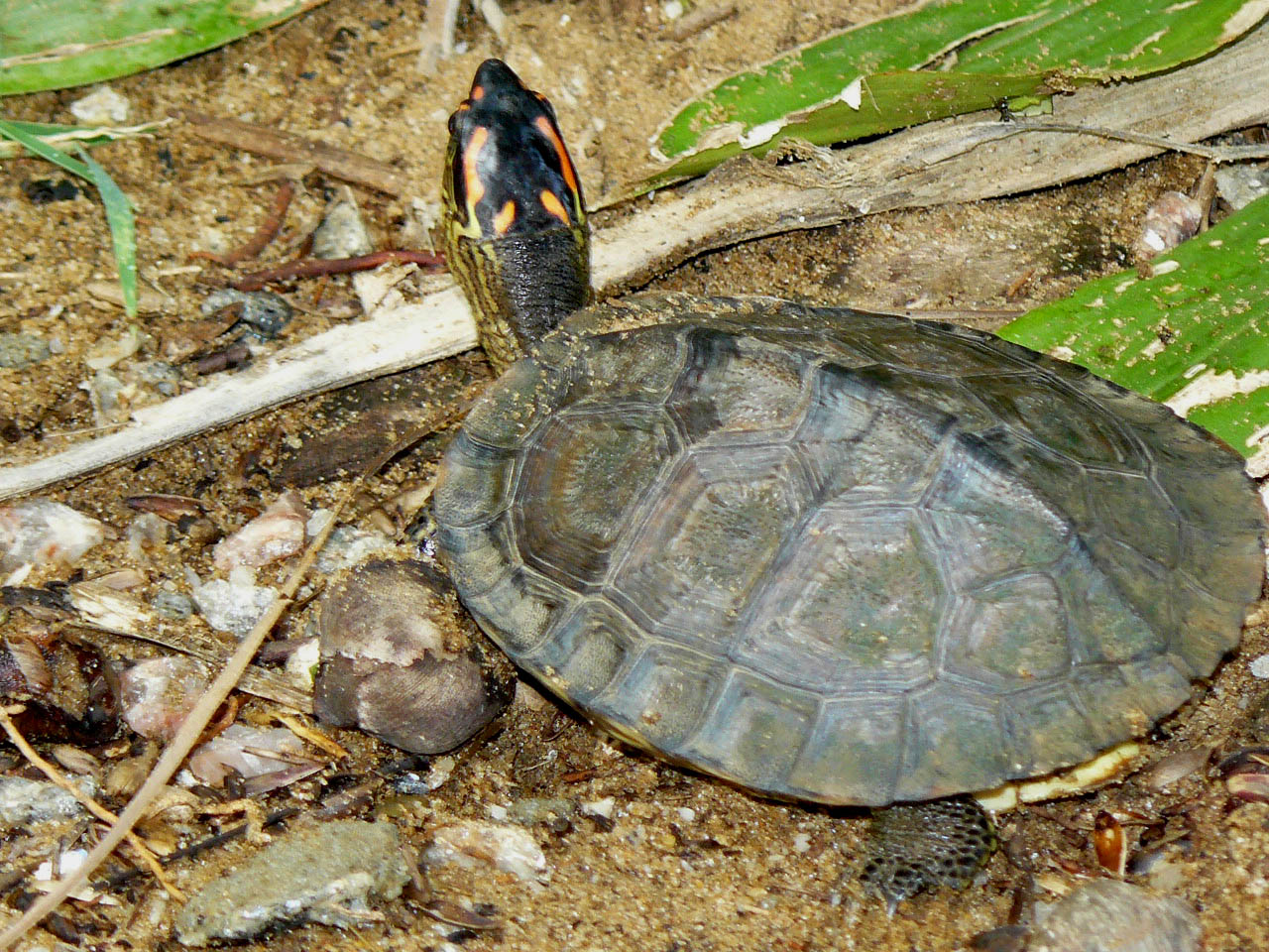 Spot-legged Turtle – Amazon Conservation Team Biodiversity Database ...