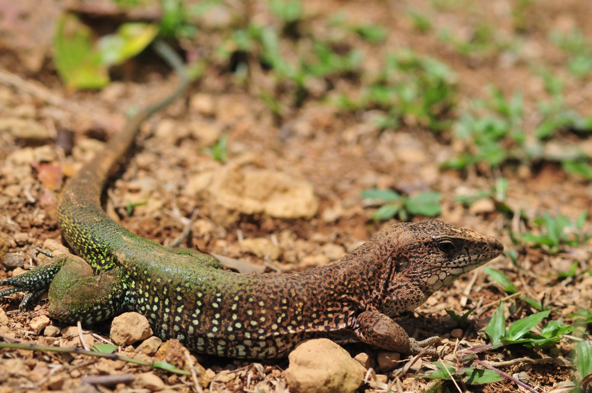 Giant Ameiva – Amazon Conservation Team Biodiversity Database Suriname