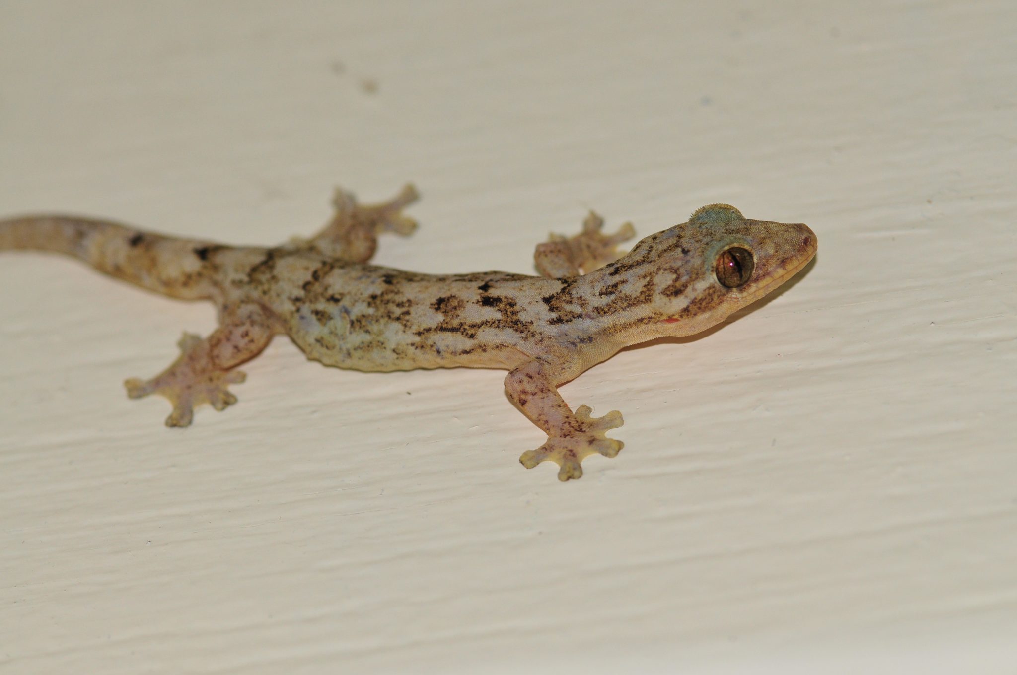 Turnip-tailed Gecko – Amazon Conservation Team Biodiversity Database ...