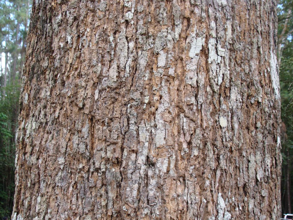 Example of the bark of the species