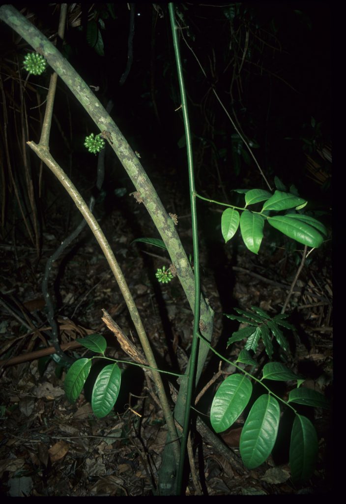 G. scandens in fruit.