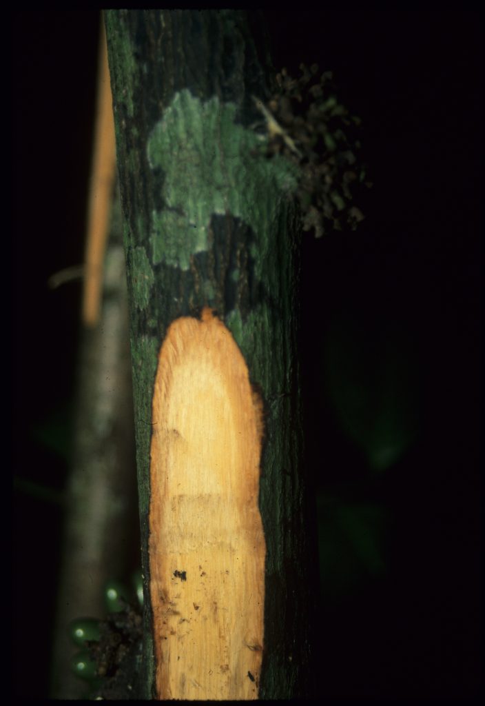 G. scandens stem slash